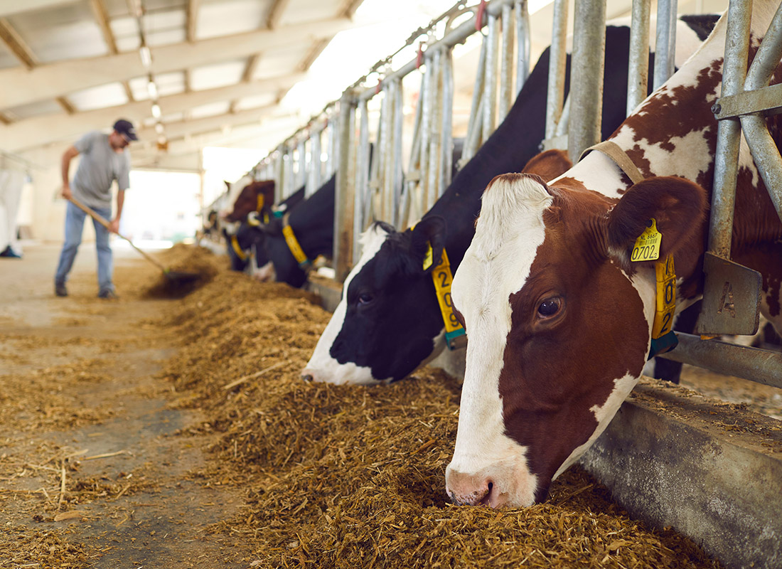 Agriculture Insurance - Farmer Feeding Cows in a Farm